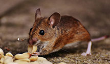 24 Hour & Emergency Exterminators in Yadkinville, NC